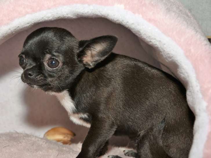 Magnifique jeune Chihuahua à poils courts à vendre