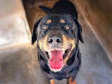 Mâle type Rottweiler né en 2013 à placer