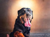 Mâle type Rottweiler né en 2013 à placer