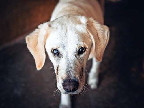 Chienne fauve type Labrador disponible à l’adoption