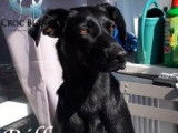 Chienne croisée Berger noire à placer