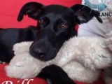 Chienne croisée Berger noire à placer