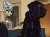 M&acirc;le noir type Cane Corso &agrave; placer