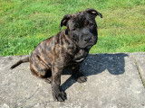 Chiot Staffordshire Bull Terrier LOF à vendre