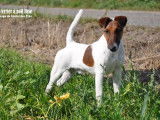 Mâle Fox Terrier à poil lisse LOF disponible pour saillie