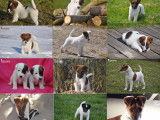 Mâle Fox Terrier à poil lisse LOF disponible pour saillie