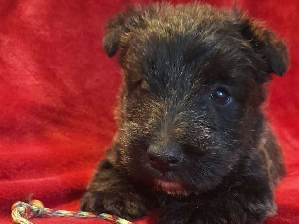 Ravissant chiot femelle Scottish Terrier, LOF, prêt à rejoindre sa nouvelle famille