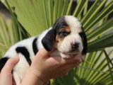 Chiots de race Basset Hound à vendre (5 femelles & 5 mâles)