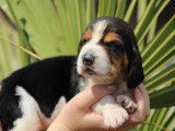 Chiots de race Basset Hound à vendre (5 femelles & 5 mâles)