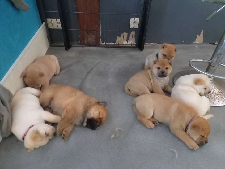 1 chiots femelle chow chow