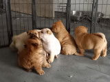 1 chiots femelle chow chow