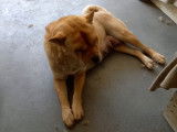 1 chiots femelle chow chow