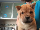 1 chiots femelle chow chow