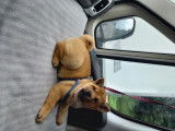 1 chiots femelle chow chow