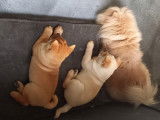 1 chiots femelle chow chow