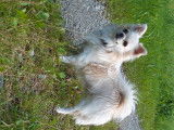 Recherche Chihuahua femelle pour reproduction