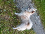 Recherche Chihuahua femelle pour reproduction