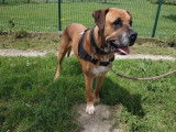 Mâle adulte de 10 ans de type Boxer/Rottweiler couleur beige et blanc disponible