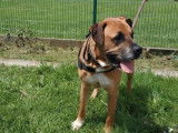 Mâle adulte de 10 ans de type Boxer/Rottweiler couleur beige et blanc disponible