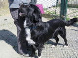 Mâle adulte de 6 ans croisé Border Collie couleur noir et blanc disponible