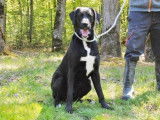 Mâle typé Labrador Retriever noir et blanc à placer