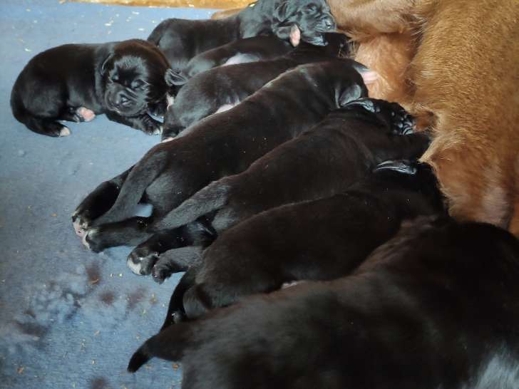 8 chiots Bouviers Bernois croisés Labrador à vendre