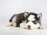 Chiots Husky Sibériens à vendre