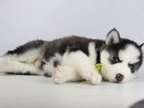 Chiots Husky Sibériens à vendre