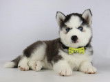 Chiots Husky Sibériens à vendre