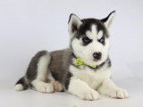 Chiots Husky Sibériens à vendre