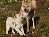 Magnifique chiot Shiba Inu (mâle)