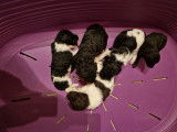 Chiots Caniches Royaux bicolores disponible de suite