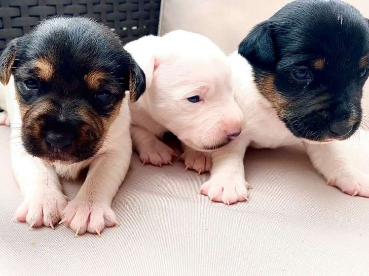 A Rvendre 5 Cinq Chiots Jack Russel Non Lof Petite Annonce Chien