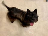 Femelle adulte de type Cairn Terrier couleur noir et gris disponible