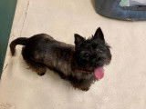Femelle adulte de type Cairn Terrier couleur noir et gris disponible