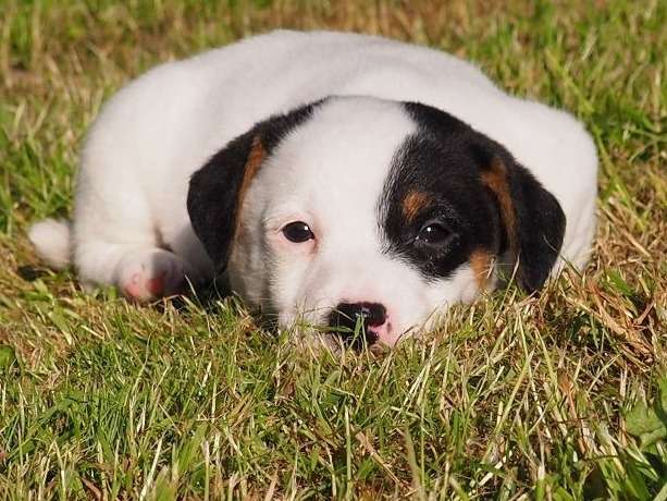 Adorable chiot mâle Jack Russell Terrier, LOF, prêt à rejoindre son nouveau foyer