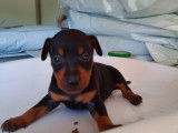 5 chiots Pinschers nains &agrave; vendre (2 Femelles & 3 M&acirc;les)