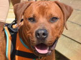 Jeune mâle de type dogue de Bordeaux couleur fauve à adopter