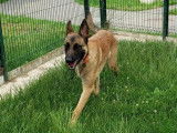 Jeune mâle de type berger Belge Malinois couleur sable à adopter