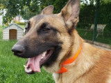 Jeune mâle de type berger Belge Malinois couleur sable à adopter