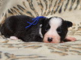 Superbes chiots Border Collie, LOF, disponibles à l’adoption : 2 femelles et 3 mâles