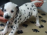 Superbes chiots m&acirc;les Dalmatien, LOF, pr&ecirc;ts &agrave; &ecirc;tre adopt&eacute;s