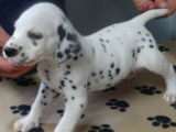 Superbes chiots m&acirc;les Dalmatien, LOF, pr&ecirc;ts &agrave; &ecirc;tre adopt&eacute;s