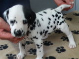 Superbes chiots m&acirc;les Dalmatien, LOF, pr&ecirc;ts &agrave; &ecirc;tre adopt&eacute;s