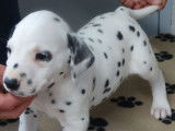 Superbes chiots m&acirc;les Dalmatien, LOF, pr&ecirc;ts &agrave; &ecirc;tre adopt&eacute;s