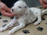 Superbes chiots m&acirc;les Dalmatien, LOF, pr&ecirc;ts &agrave; &ecirc;tre adopt&eacute;s