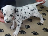 Superbes chiots m&acirc;les Dalmatien, LOF, pr&ecirc;ts &agrave; &ecirc;tre adopt&eacute;s