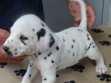 Superbes chiots m&acirc;les Dalmatien, LOF, pr&ecirc;ts &agrave; &ecirc;tre adopt&eacute;s