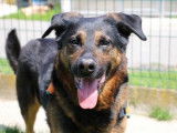 Mâle adulte croisé de type berger Allemand couleur noir et fauve disponible