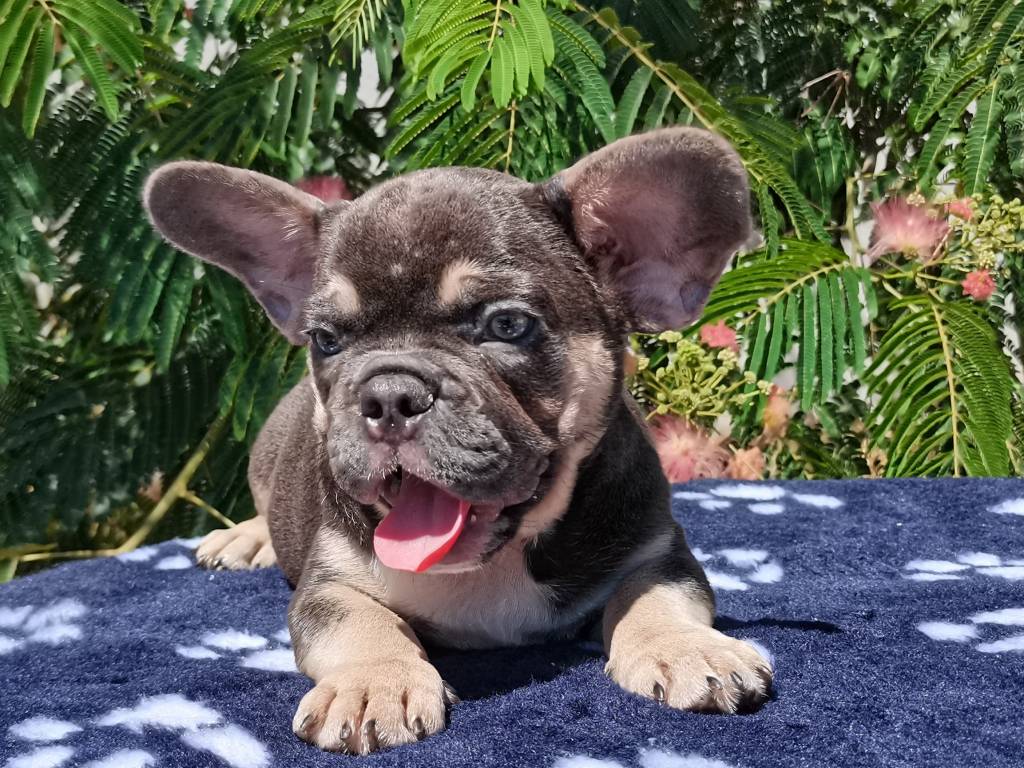 Sublimes chiots Bouledogues Français de 2 mois bleu tan à vendre Petite Annonce chien